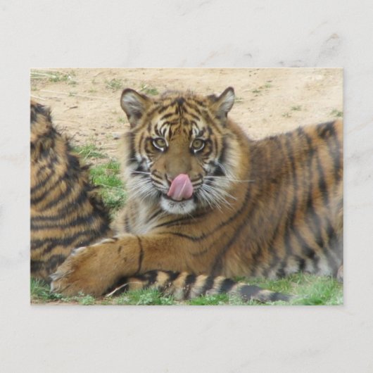 Carte postale Tiger Cubs (Devant)
