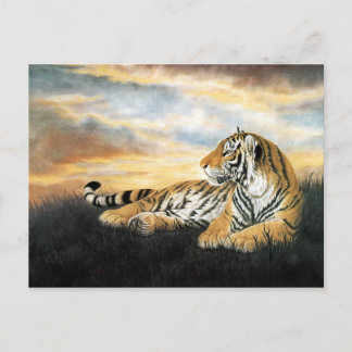 Carte Postale Tiger Dawn
