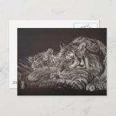 Carte postale Tiger et Cub (Devant / Derrière)