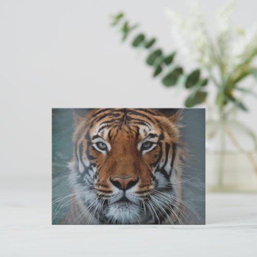 Carte postale Tiger Face (Debout devant)