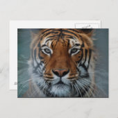 Carte postale Tiger Face (Devant / Derrière)