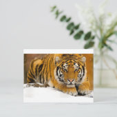 Carte Postale TiGer in the Snow Ready (Debout devant)