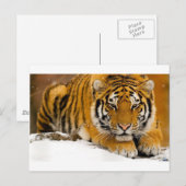 Carte Postale TiGer in the Snow Ready (Devant / Derrière)