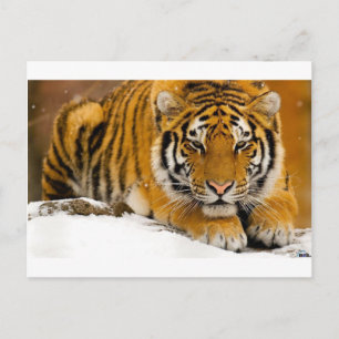 Carte Postale TiGer in the Snow Ready