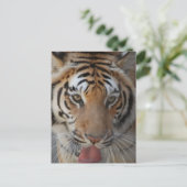 Carte postale Tiger Kisses (Debout devant)