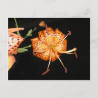 Tiger Lilly sur un Arrière - plan noir