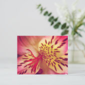 Carte postale Tiger Lily (Debout devant)