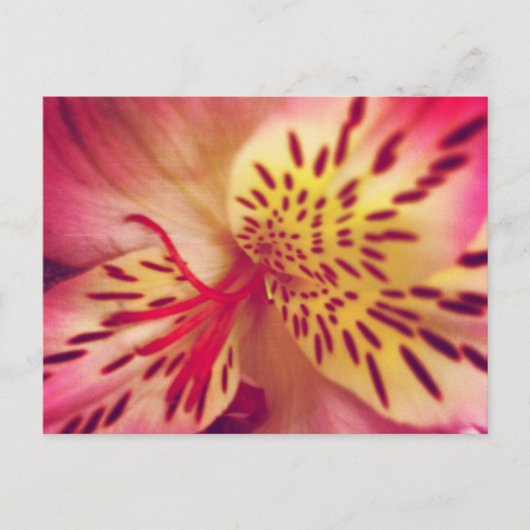 Carte postale Tiger Lily (Devant)