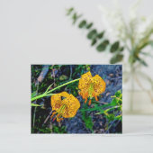 Carte Postale Tiger Lily (Debout devant)