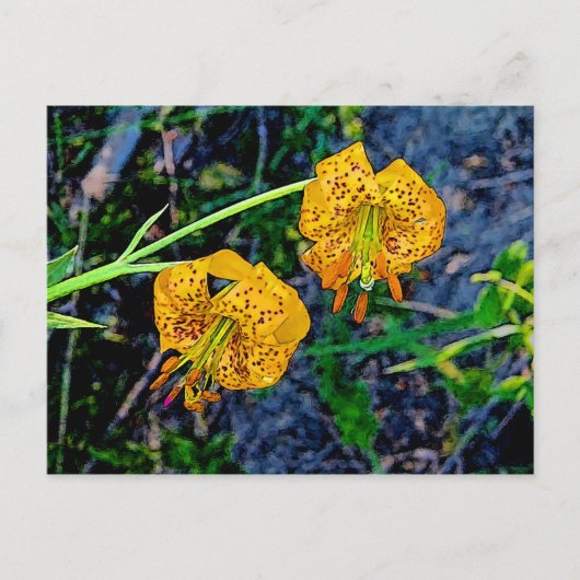 Carte Postale Tiger Lily (Devant)