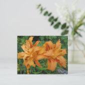 Carte Postale Tiger Lily (Debout devant)