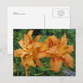 Carte Postale Tiger Lily (Devant / Derrière)
