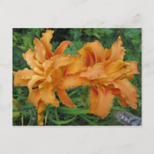 Carte Postale Tiger Lily