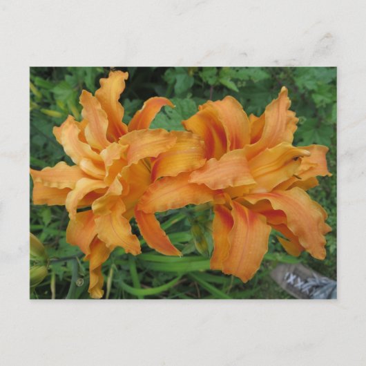 Carte Postale Tiger Lily (Devant)