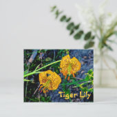 Carte Postale Tiger Lily (Debout devant)