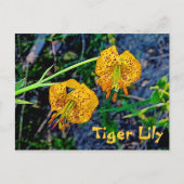 Carte Postale Tiger Lily (Devant)