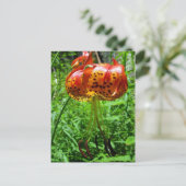 Carte Postale Tiger Lily 01 (Debout devant)