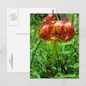 Carte Postale Tiger Lily 01 (Devant / Derrière)