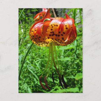 Carte Postale Tiger Lily 01