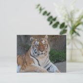Carte Postale Tiger Love (Debout devant)