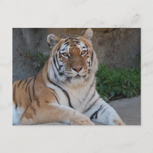 Carte Postale Tiger Love (Devant)