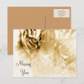 Carte Postale , Tiger Love_ (Devant / Derrière)