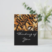 Carte Postale Tiger Love_ (Debout devant)