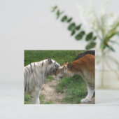 Carte Postale Tiger Love (Debout devant)