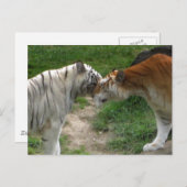 Carte Postale Tiger Love (Devant / Derrière)