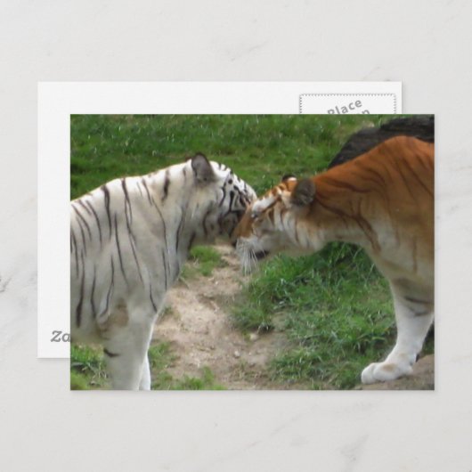 Carte Postale Tiger Love (Devant / Derrière)