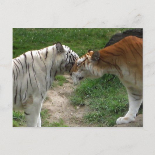 Carte Postale Tiger Love (Devant)