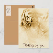 Carte Postale , Tiger Love_ (Devant / Derrière)