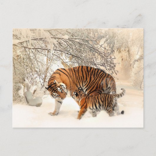 carte postale tiger maman et bébé (Devant)