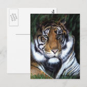 Carte postale Tiger Peinture (Devant / Derrière)