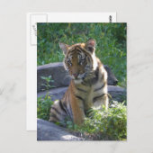 Carte Postale Tiger Portrait De Cub (Devant / Derrière)