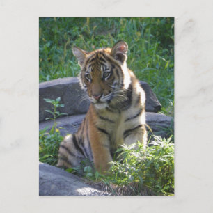 Carte Postale Tiger Portrait De Cub