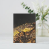 Carte Postale Tiger Salamander (Debout devant)