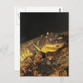 Carte Postale Tiger Salamander (Devant / Derrière)