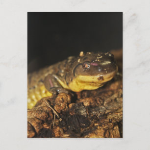 Carte Postale Tiger Salamander