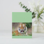 Carte Postale Tiger Smile (Debout devant)