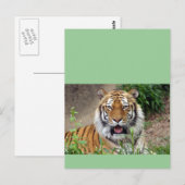 Carte Postale Tiger Smile (Devant / Derrière)
