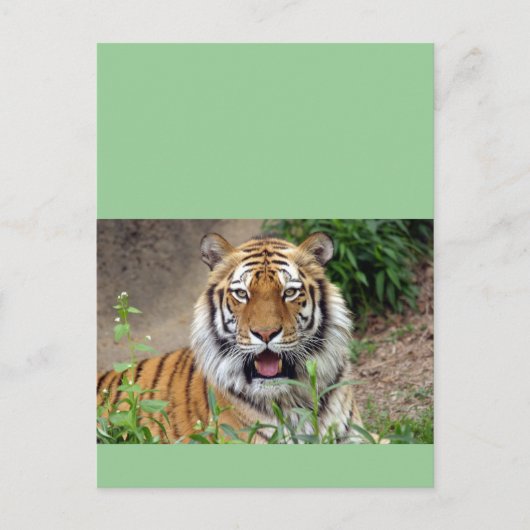 Carte Postale Tiger Smile (Devant)