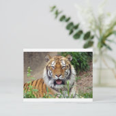 Carte Postale Tiger Smile (Debout devant)