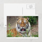 Carte Postale Tiger Smile (Devant / Derrière)