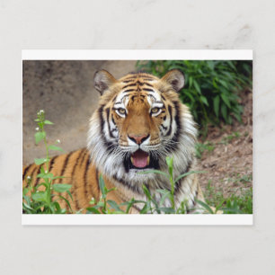 Carte Postale Tiger Smile