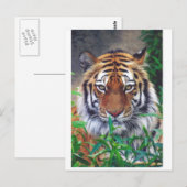 Carte Postale Tiger Stare (Devant / Derrière)