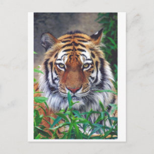 Carte Postale Tiger Stare