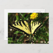 Carte Postale Tiger Swallowtail à ailes délicieuses (Devant / Derrière)