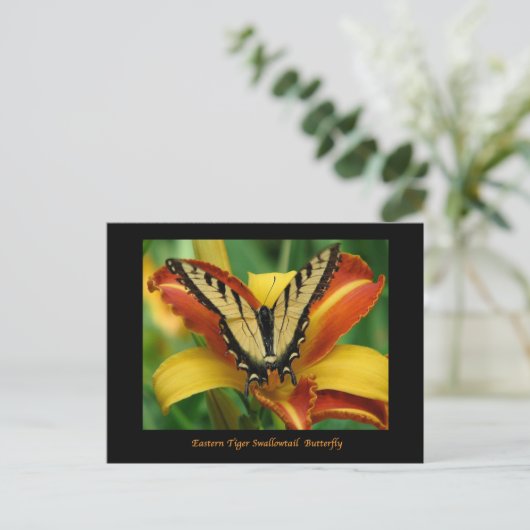 Carte Postale Tiger Swallowtail sur Daylily (Debout devant)