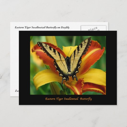 Carte Postale Tiger Swallowtail sur Daylily (Devant / Derrière)
